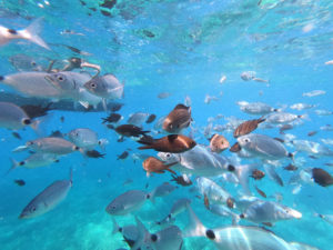 School,Of,Fish,Underwater,In,The,Mediterranean,Sea,On,Corsica