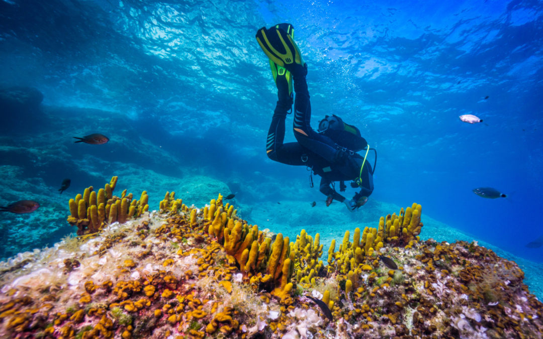 Alquiler de barcos para buceo y excursiones en Mallorca