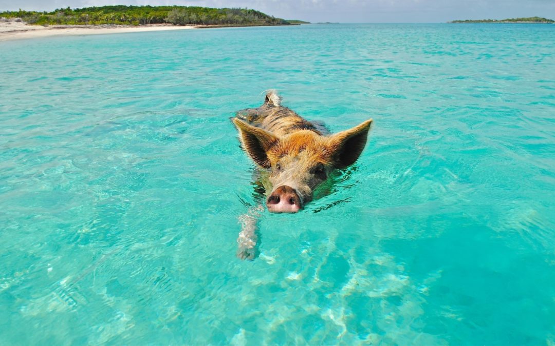 Paseos en barco y excursiones locales en las Bahamas