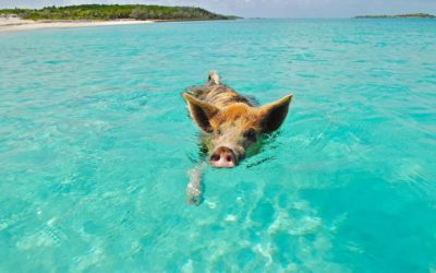 Paseos en barco y excursiones locales en las Bahamas