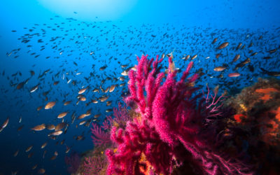 Alquiler de barcos para buceo y excursiones en Cerdeña