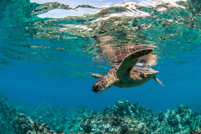 Tortuga marina nadando cerca de un arrecife