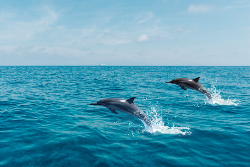 Delfines saltando sobre el mar