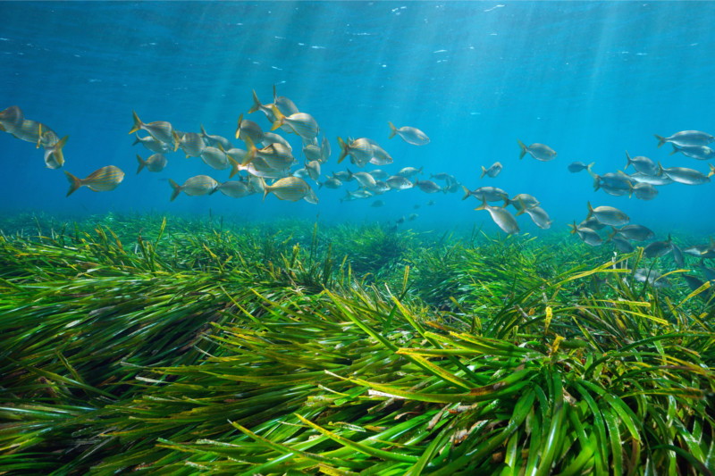 Pradera marina con un banco de peces