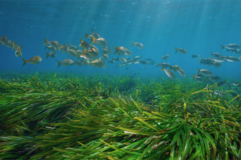 Pradera de posidonia en el Mediterráneo, esencial para la biodiversidad marina